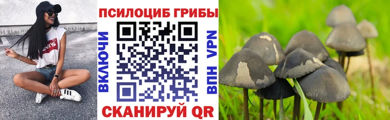 магазин продажи   Мглин  Галлюциногенные грибы прущие грибы 